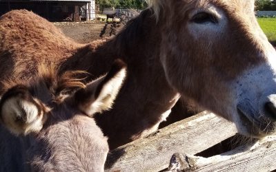 A successful donkey farm near Zadar: Why the donkey is a man’s best friend?